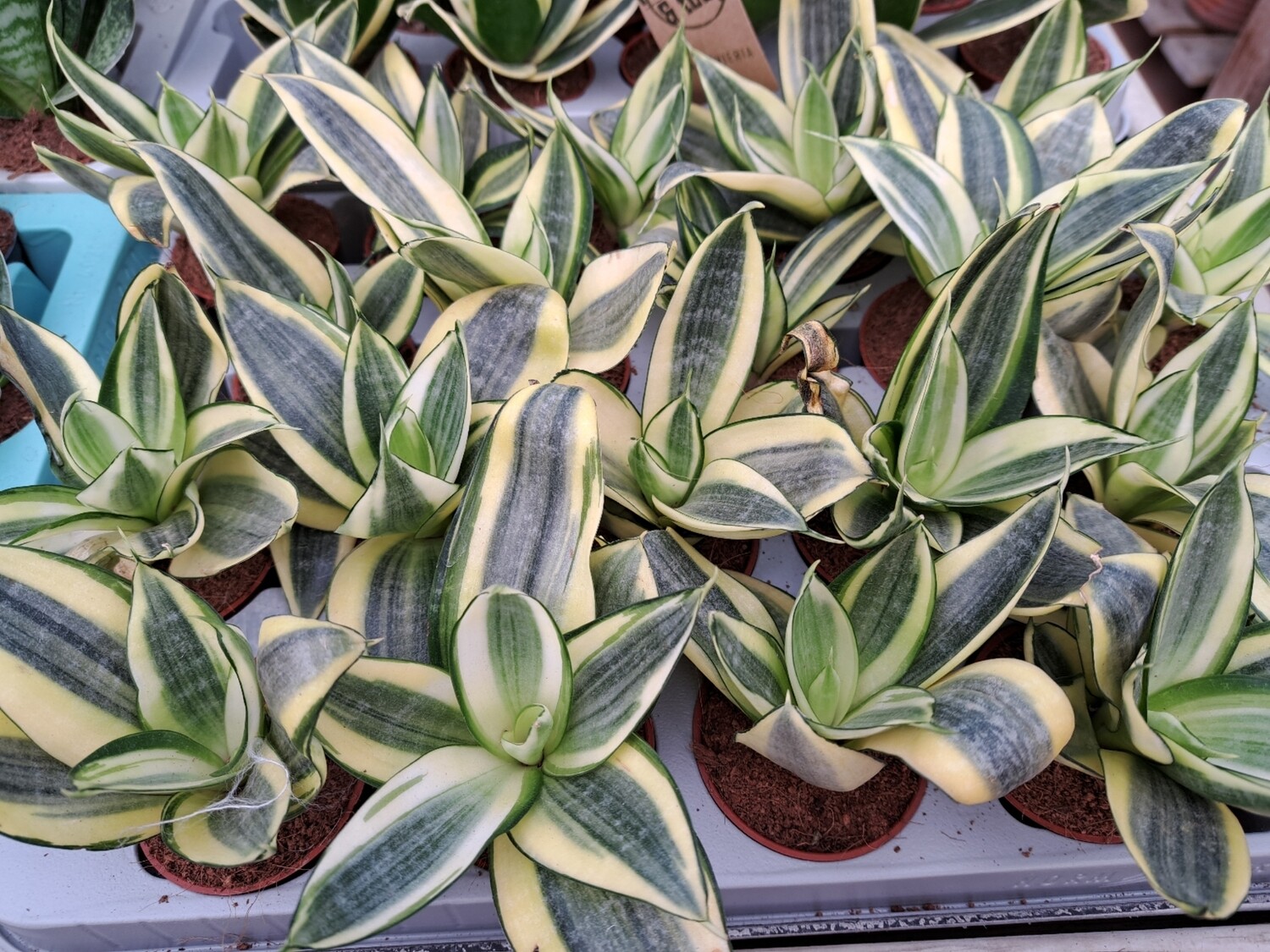 Sansevieria trifasciata 'Golden Hahnii Edge' - vaso Ø6 cm