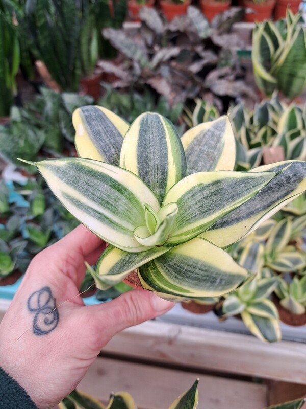 Sansevieria trifasciata 'Golden Hahnii Edge' - vaso Ø6 cm