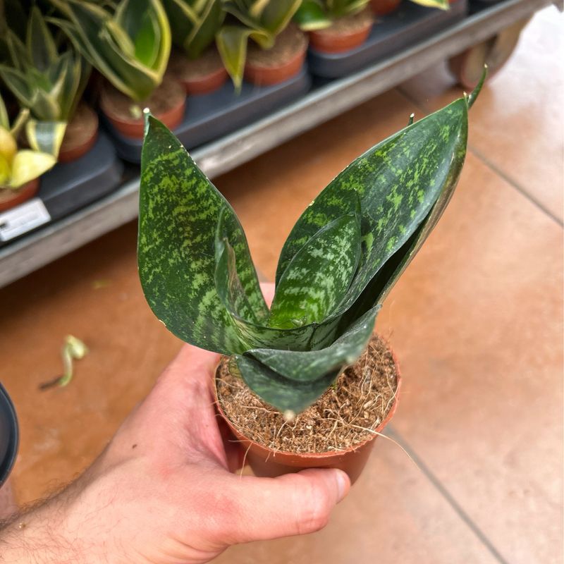 Sansevieria trif. 'Hahnii Green Hahnii' - vaso Ø6 cm