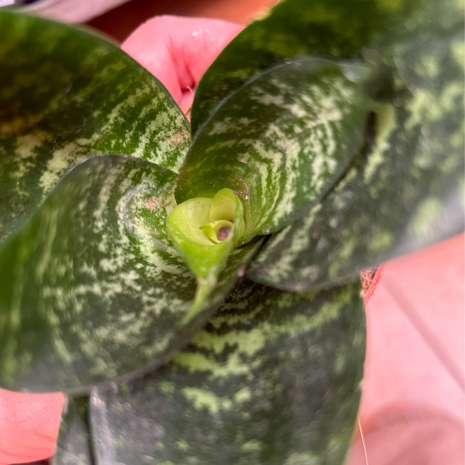 Sansevieria trif. 'Hahnii Green Hahnii' - vaso Ø6 cm Sansevieria trif. 'Hahnii Green Hahnii' - vaso Ø6 cm