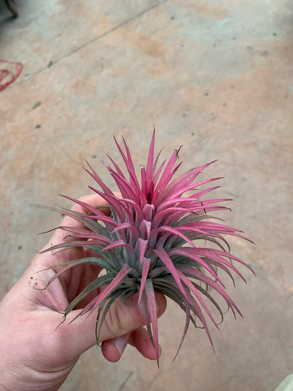 Tillandsia Ionantha Rossa XL Tillandsia Ionantha Rossa XL