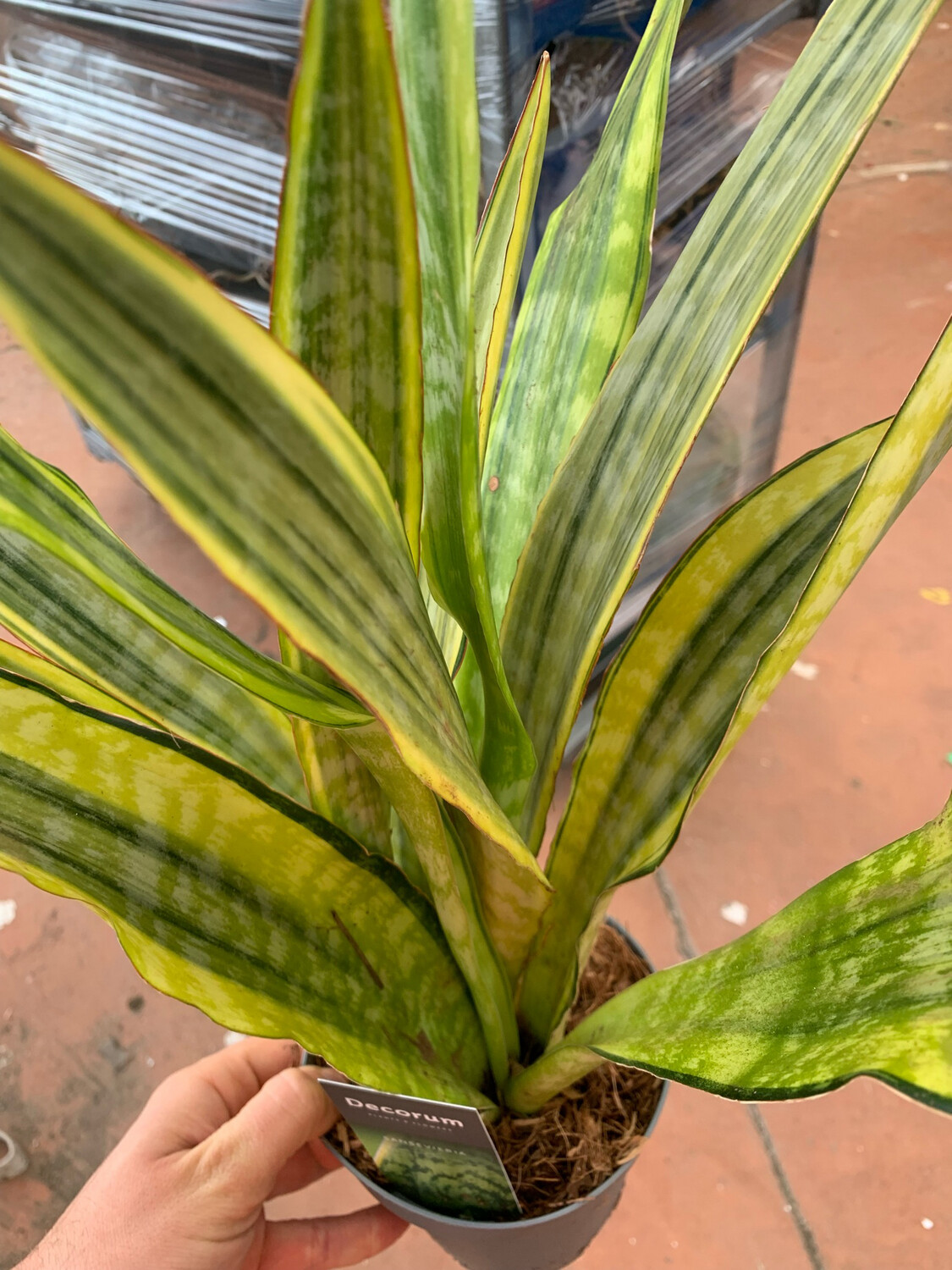 Sanseveria, Sansevieria aubrytiana 'Lauren' - vaso Ø14 cm, h 50 cm