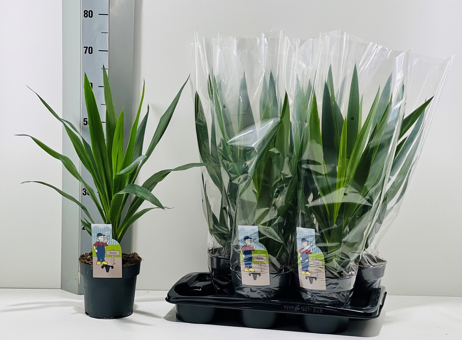 Yucca Elephantipes vaso Ø17 cm 1 tronco punta variegata