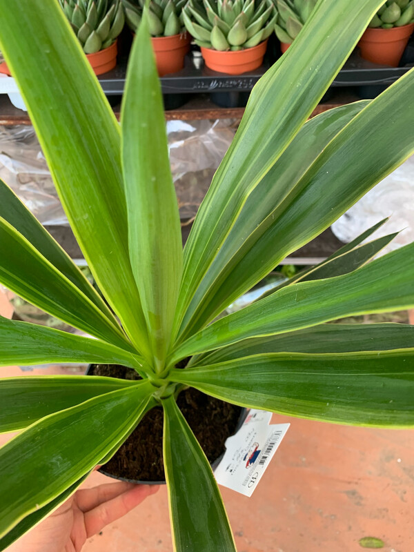 Yucca Elephantipes vaso Ø17 cm 1 tronco punta variegata