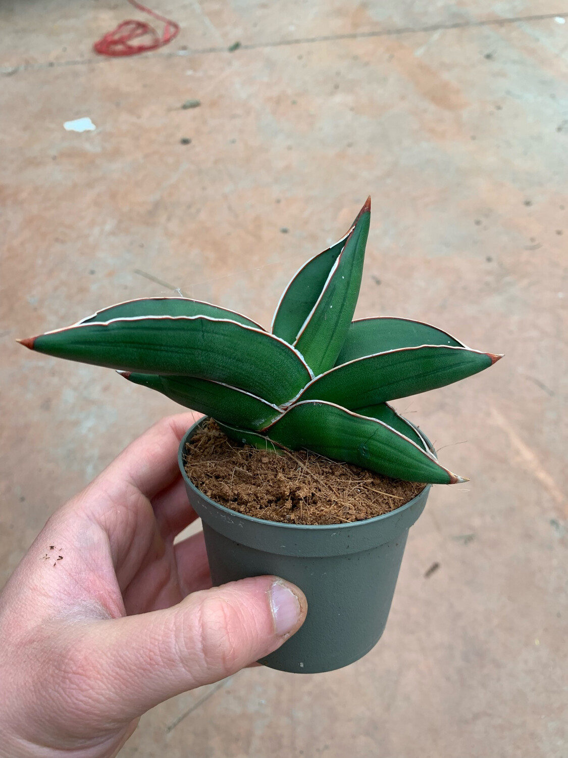 Sansevieria ehrenbergii 'Samurai' - vaso Ø6 cm Sansevieria ehrenbergii 'Samurai' - vaso Ø6 cm