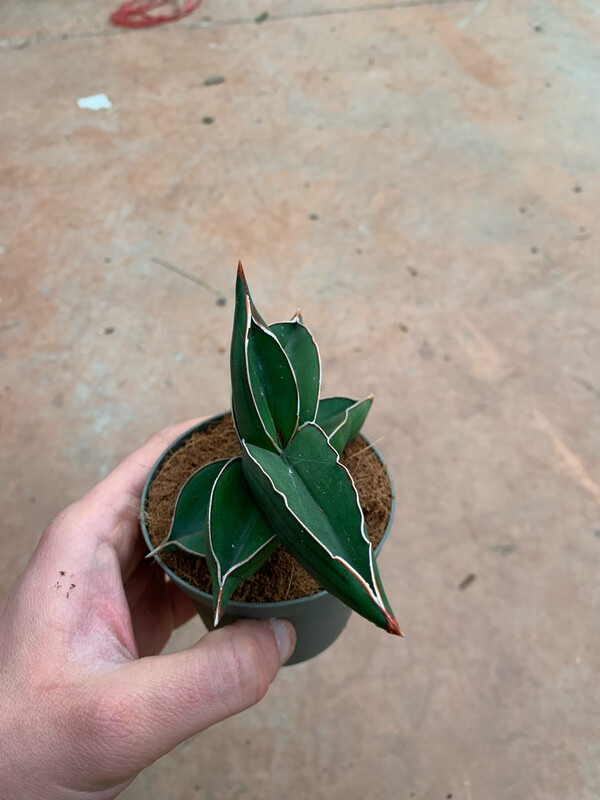 Sansevieria ehrenbergii 'Samurai' - vaso Ø6 cm