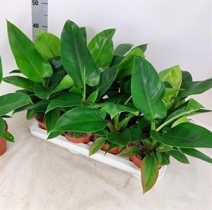 Philodendron Erubescens 'Imperial Green', Filodendro - vaso Ø14 cm, h 35 cm