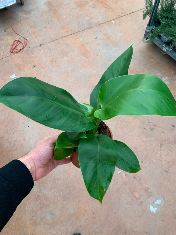 Philodendron Erubescens 'Imperial Green', Filodendro - vaso Ø14 cm, h 35 cm