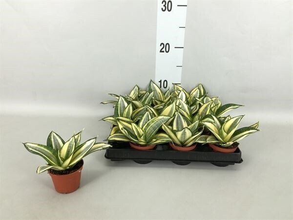 Sansevieria trifasciata 'Golden Hahnii' - vaso Ø6 cm