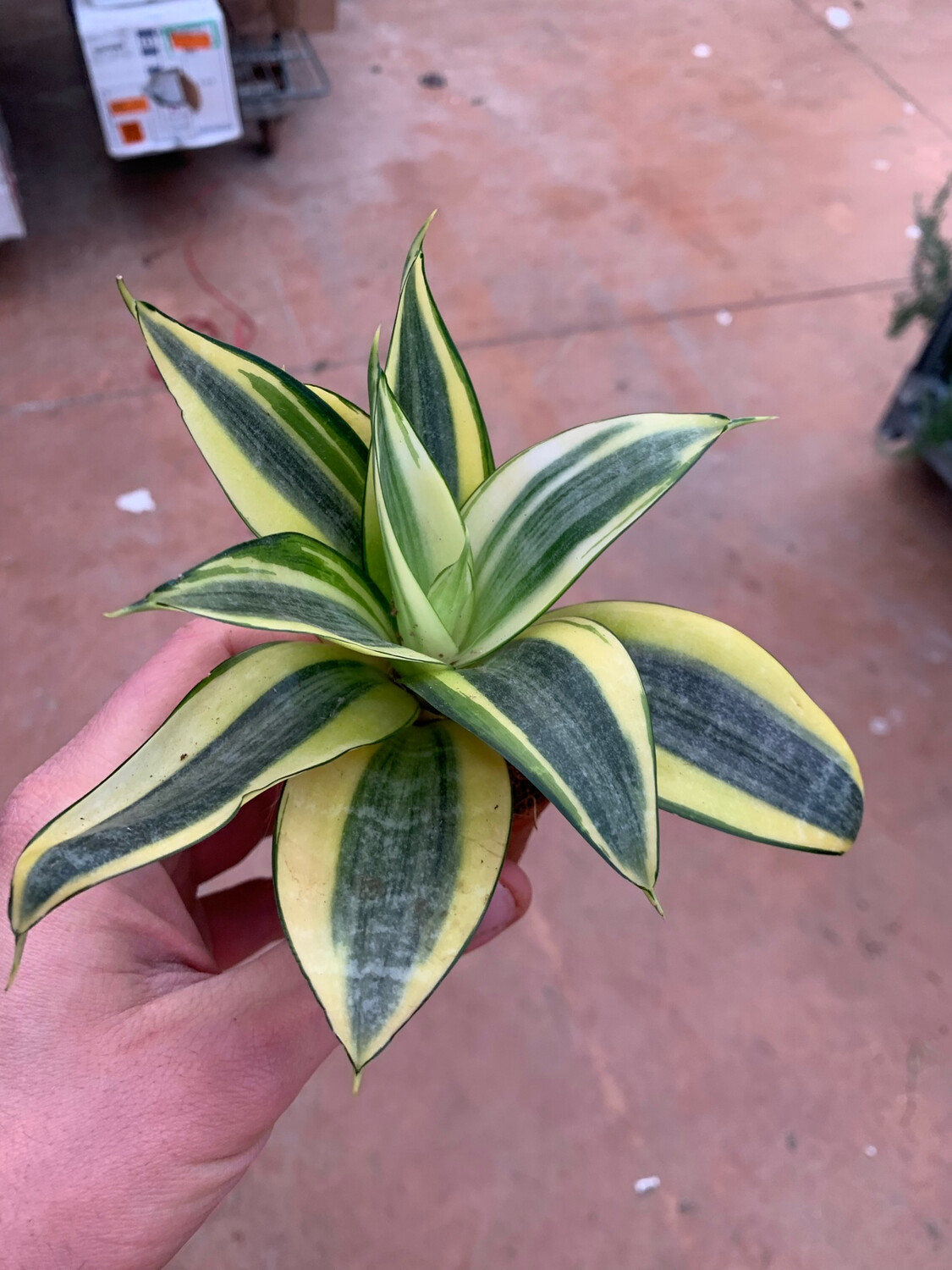 Sansevieria trifasciata 'Golden Hahnii' - vaso Ø6 cm Sansevieria trifasciata 'Golden Hahnii' - vaso Ø6 cm