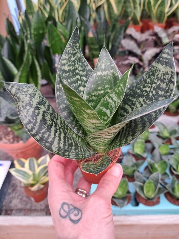 Sansevieria trif. Hahnii Original Hahnii - vaso Ø6 cm