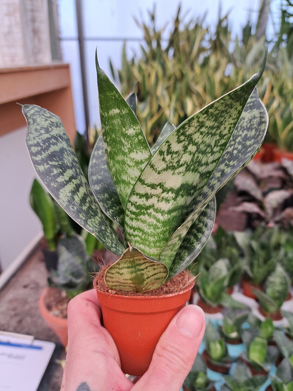 Sansevieria trif. Hahnii Original Hahnii - vaso Ø6 cm Sansevieria trif. Hahnii Original Hahnii - vaso Ø6 cm
