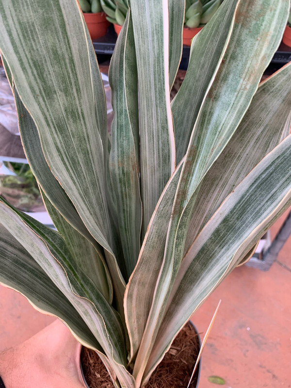 Sansevieria aubrytiana 'Metallica' - vaso Ø17 cm, h 50 cm