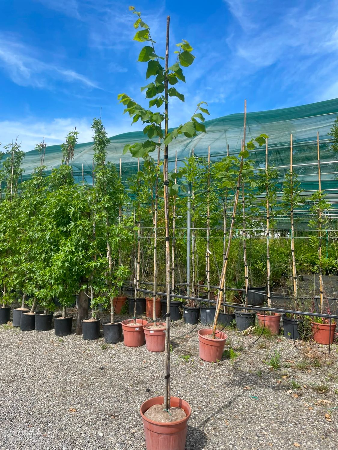 Tilia cordata, Tiglio selvatico - vaso Ø35 cm, h 220 cm