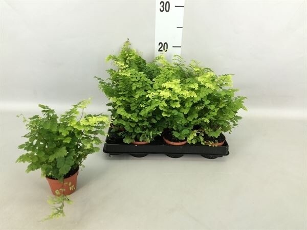 Capelvenere Adiantum Raddianum Fritz Luthi - vaso Ø6 cm