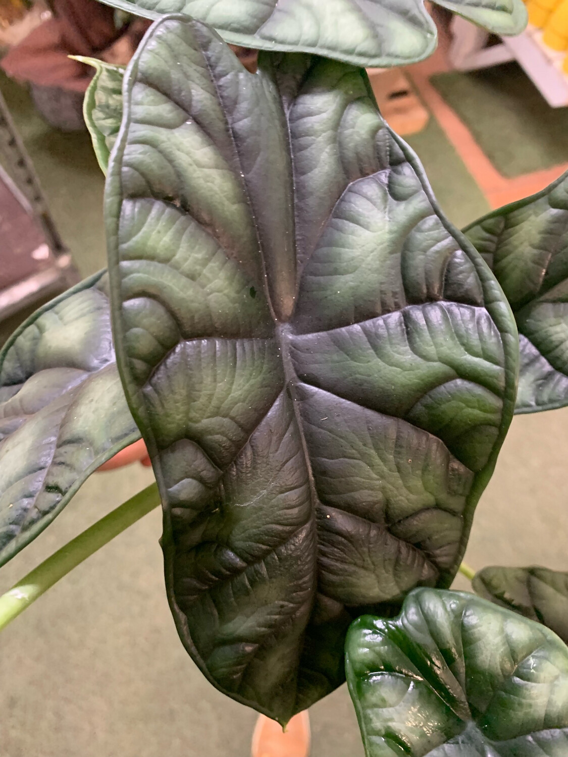 Alocasia baginda 'Dragon Scale' - vaso Ø6 cm Alocasia baginda 'Dragon Scale' - vaso Ø6 cm