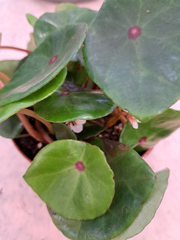Begonia conchifolia 'Red Ruby' - vaso Ø12 cm Begonia conchifolia 'Red Ruby' - vaso Ø12 cm
