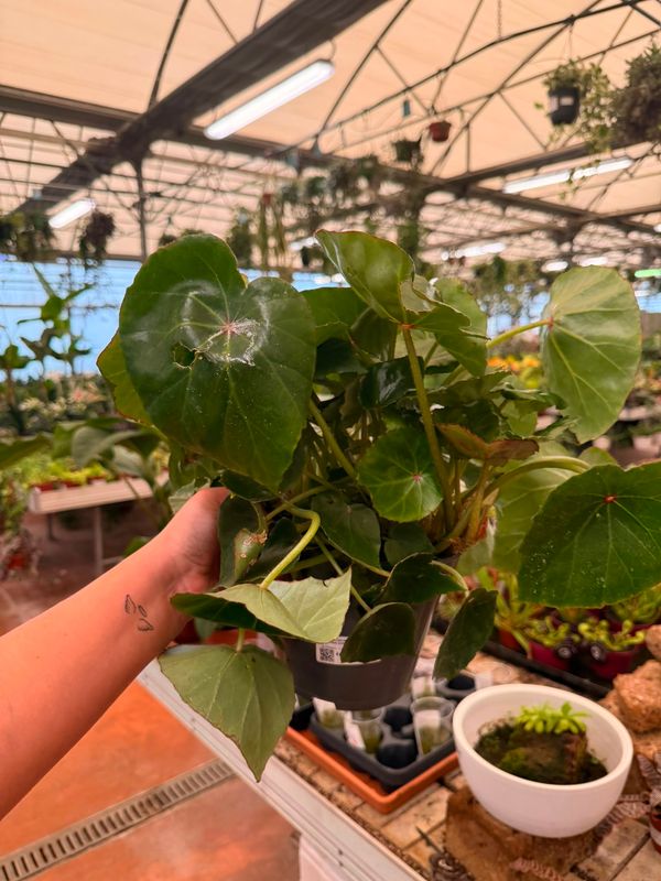 Begonia conchifolia 'Red Ruby' - vaso Ø17 cm