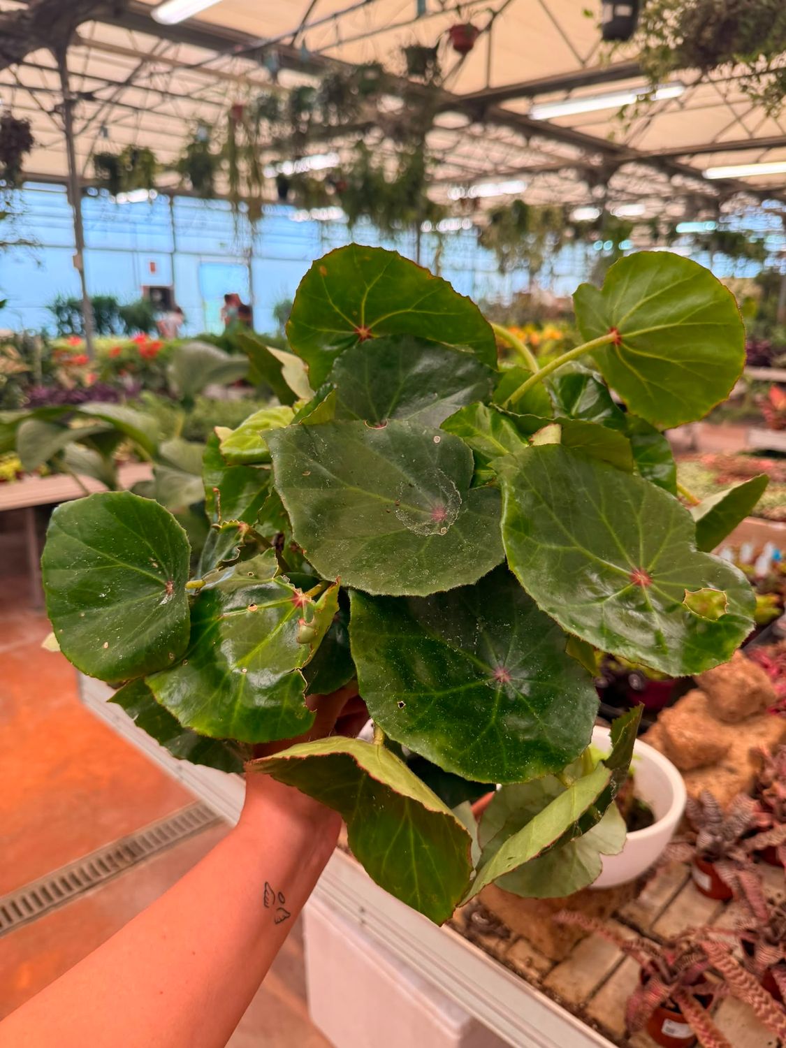 Begonia conchifolia 'Red Ruby' - vaso Ø17 cm