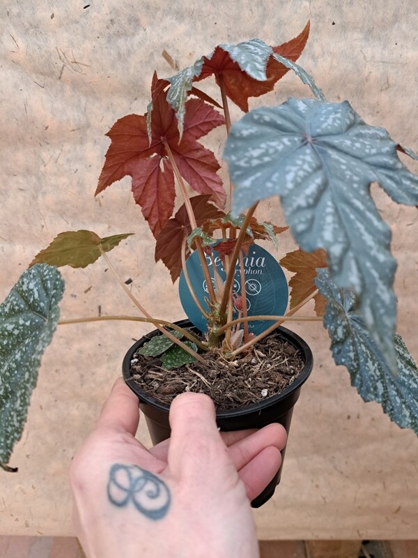 Begonia Gryphon - vaso Ø14 cm