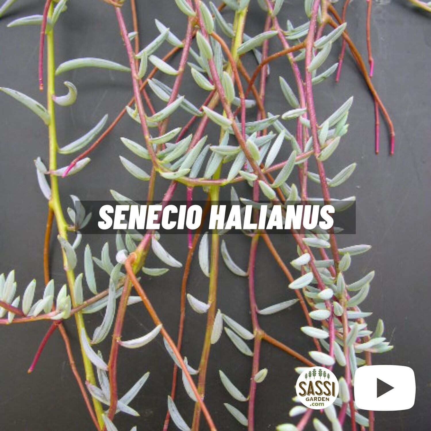 Senecio halianus, Pianta Rosario - basket Ø15 cm Senecio halianus, Pianta Rosario - basket Ø15 cm