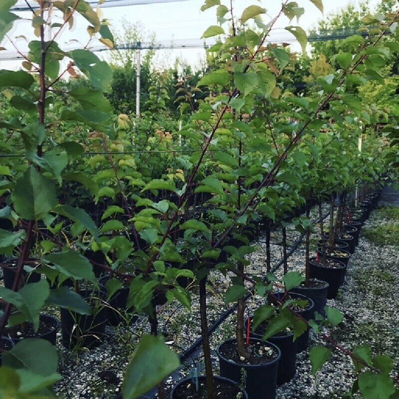 Albicocco Nano, Prunus armeniaca - vaso Ø25 cm Albicocco Nano, Prunus armeniaca - vaso Ø25 cm