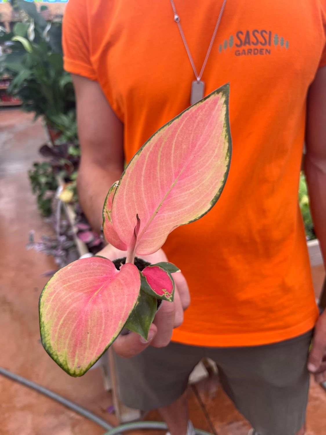 Aglaonema 'Red Dragon', Aglaonema Drago Rosso - vaso Ø6 cm