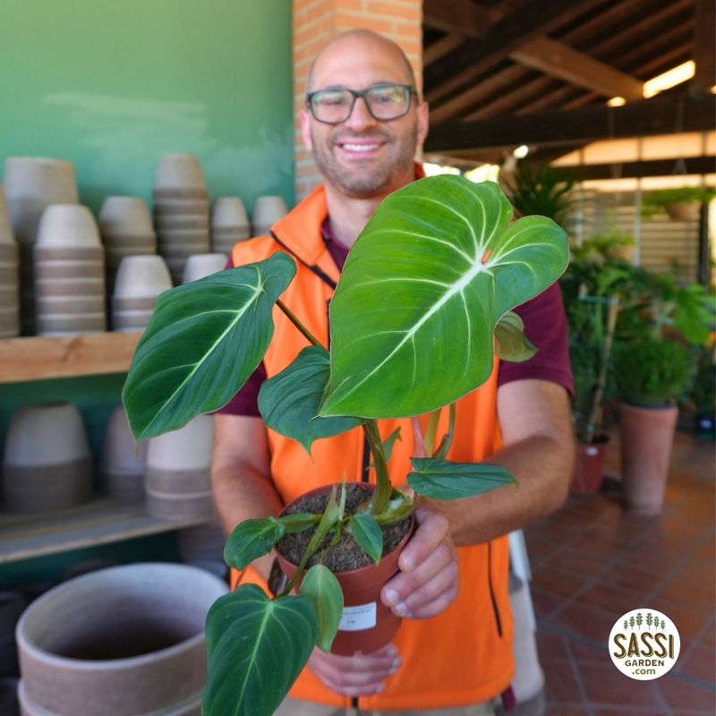 Philodendron Gloriosum, Filodendro - vaso Ø12 cm