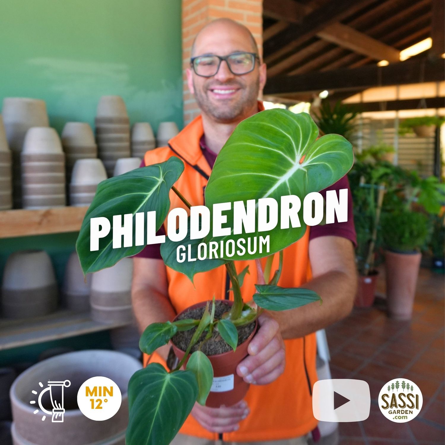 Philodendron Gloriosum, Filodendro - vaso Ø12 cm