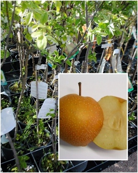 Nashi Hosuy (incrocio fra mela e pera) Peromela, Pyrus Pyrifolia -  vaso Ø24 cm