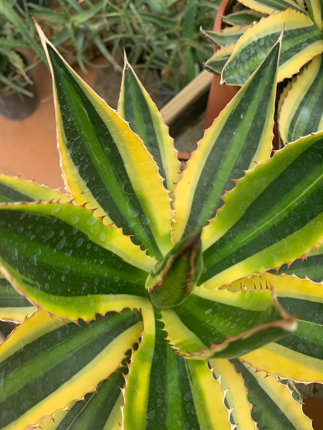 Agave Lophantha variegata, Pianta Succulenta,Pianta Grassa - vaso Ø21 cm Agave Lophantha variegata, Pianta Succulenta,Pianta Grassa - vaso Ø21 cm