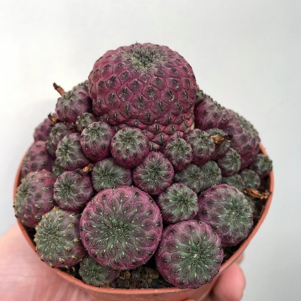 Sulcorebutia rauschii - vaso 13 cm Sulcorebutia rauschii - vaso 13 cm