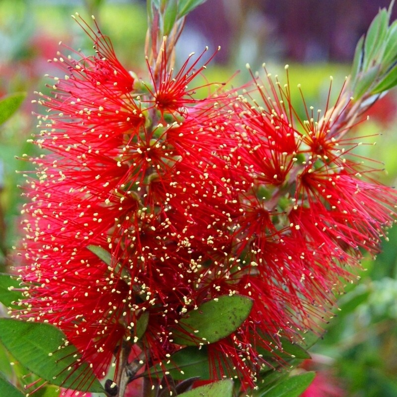 Callistemon laevis - vaso Ø18 cm Callistemon laevis - vaso Ø18 cm