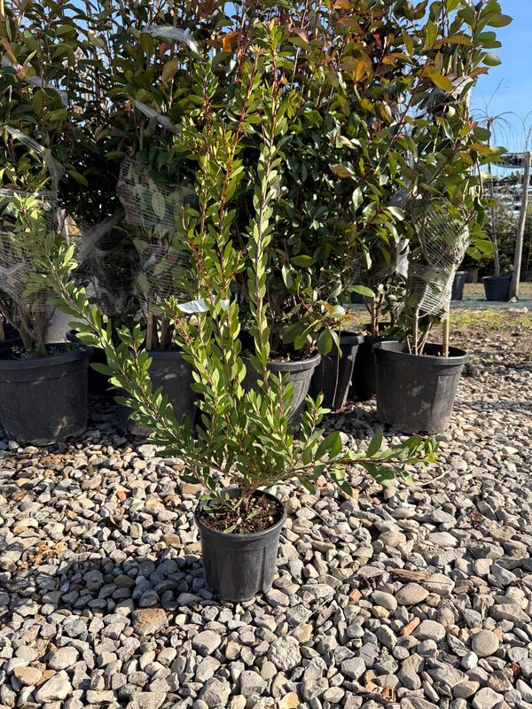 Callistemon laevis - vaso Ø18 cm