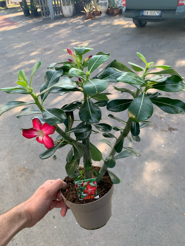 Adenium Obesum, Adenium Rosa del Deserto " Anouk " - vaso Ø 13cm (fiore fucsia ) Adenium Obesum, Adenium Rosa del Deserto " Anouk " - vaso Ø 13cm (fiore fucsia )