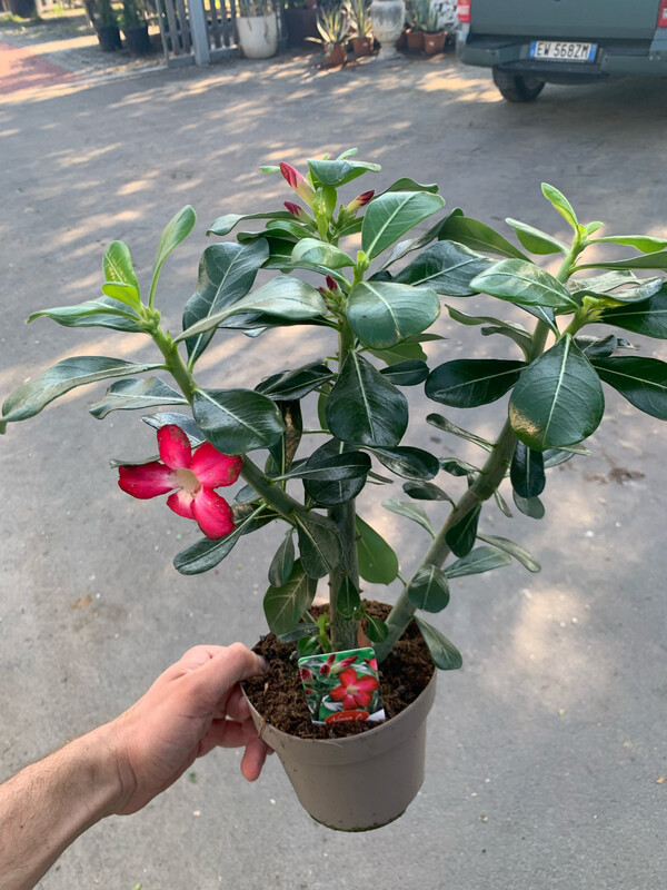 Adenium Obesum, Adenium Rosa del Deserto " Anouk " - vaso Ø 13cm (fiore fucsia )
