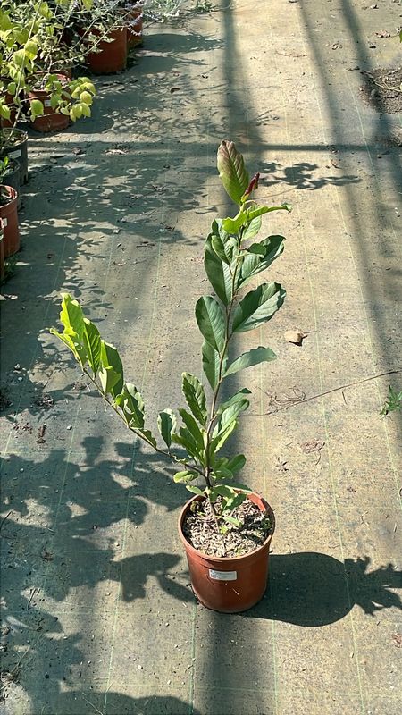 Magnolia da fiore, Magnolia x loebneri 'Leonard Messel' - vaso Ø17 cm