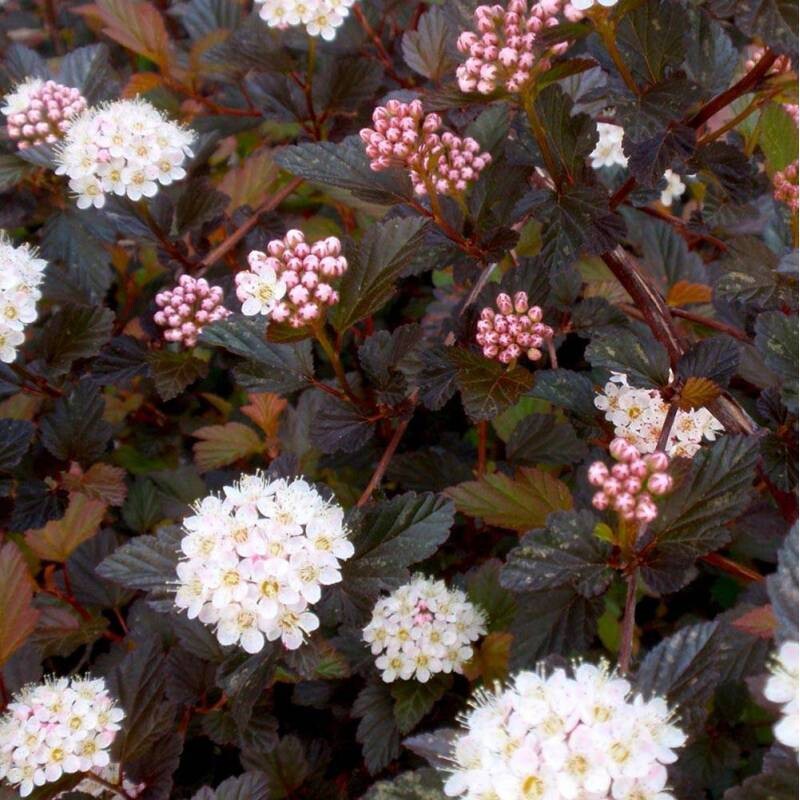 Physocarpus opulifolius ' Diable d'Or '  - vaso Ø18 cm scod