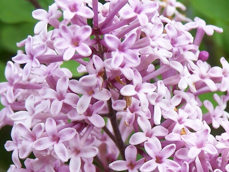 Serenella nana, Syringa meyeri 'Palibin', Lillà nano - vaso Ø18 cm Serenella nana, Syringa meyeri 'Palibin', Lillà nano - vaso Ø18 cm
