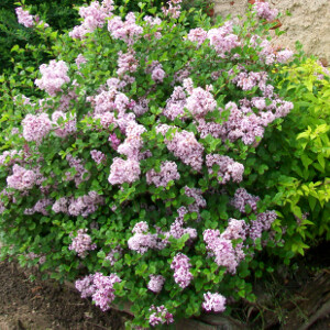 Serenella nana, Syringa meyeri 'Palibin', Lillà nano - vaso Ø18 cm