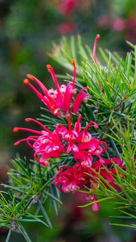 Grevillea Juniperina - vaso Ø18 cm