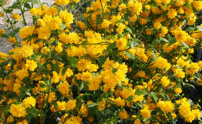 Kerria japonica ‘Pleniflora’ - vaso Ø18 cm Kerria japonica ‘Pleniflora’ - vaso Ø18 cm