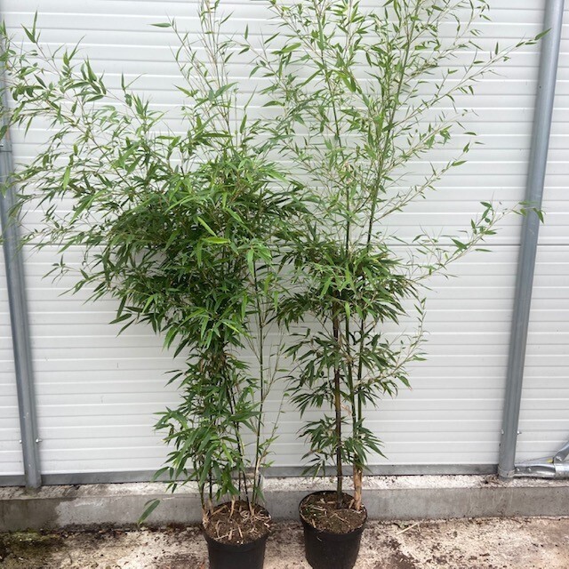 Bamboo, Bambù Nero, Phyllostachys Nigra - vaso Ø24 cm, h 120-150 cm