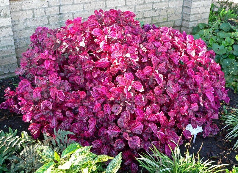 Iresine herbstii 'Bloodleaf', Pianta Bistecca - vaso Ø6 cm