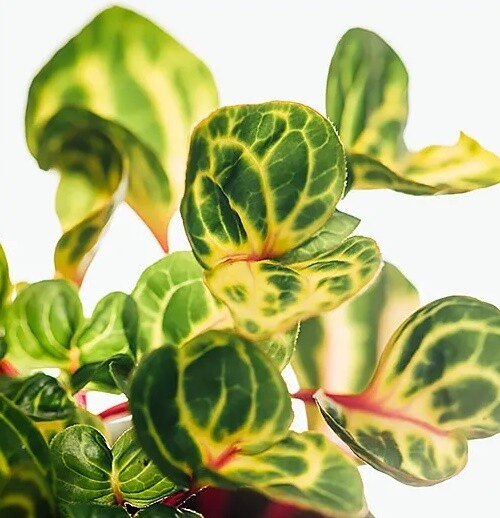 Iresine herbstii aureoreticulata -  vaso 6