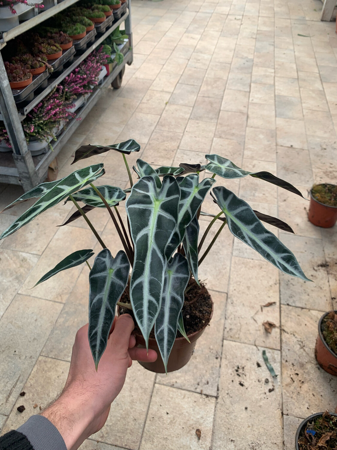 Alocasia Bambino Arrow, Alocasia sanderiana - vaso Ø13 cm