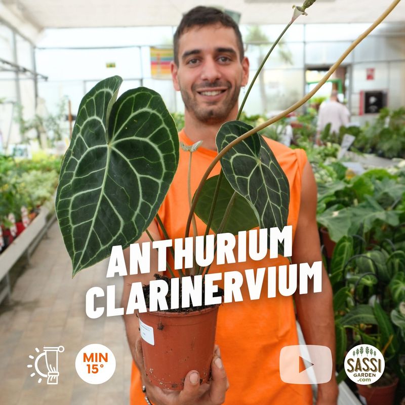 Anthurium clarinervium - vaso Ø12 cm