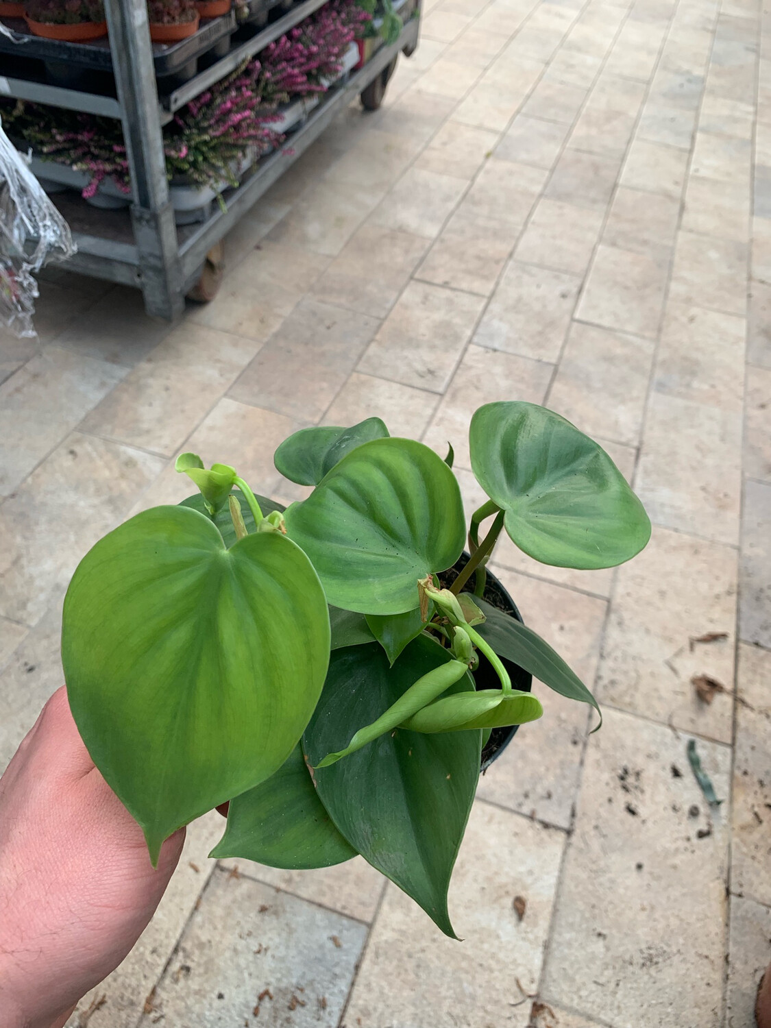 Philodendron Scandens, Filodendro - vaso Ø12 cm Philodendron Scandens, Filodendro - vaso Ø12 cm