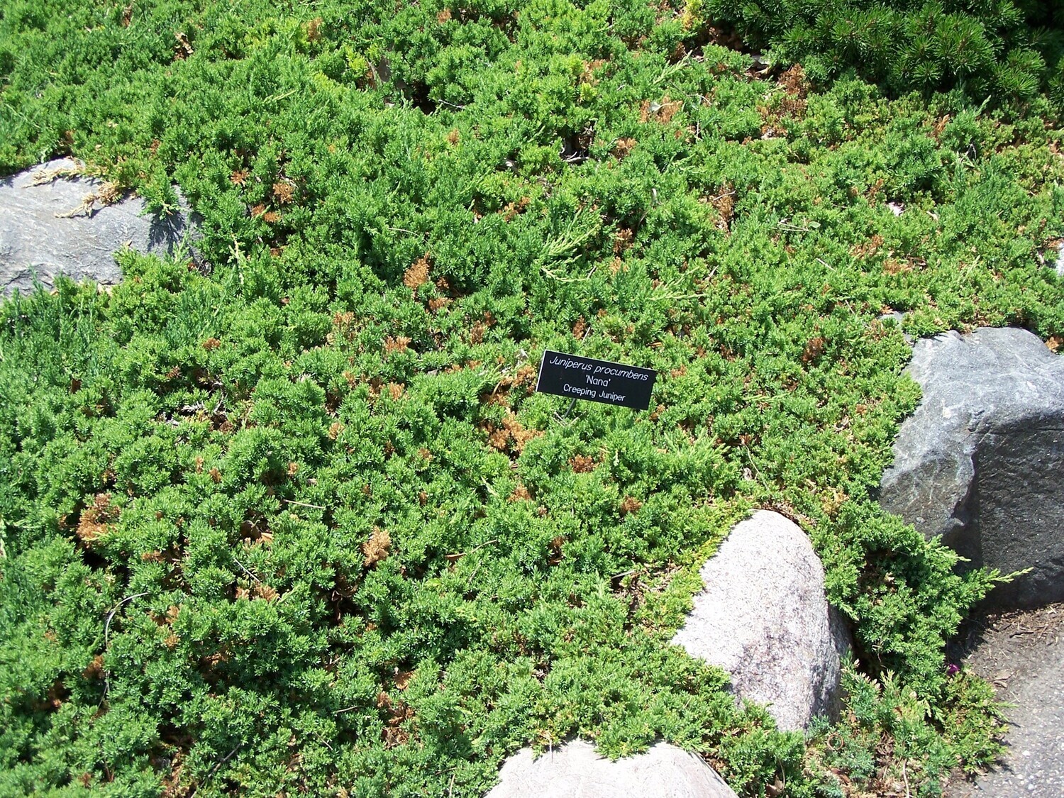 Juniperus procumbens 'Nana', Ginepro nano - vaso Ø18 cm