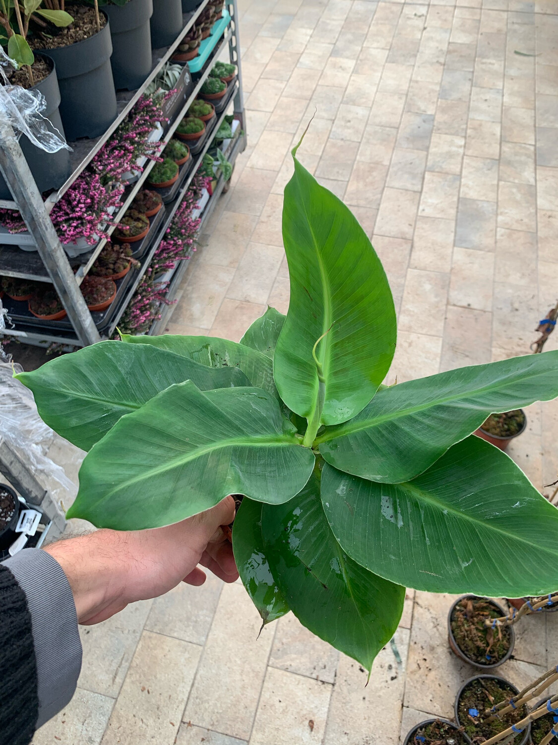 Musa acuminata 'Dwarf Cavendish', Banana da interni - vaso Ø12 cm, h 33 cm Musa acuminata 'Dwarf Cavendish', Banana da interni - vaso Ø12 cm, h 33 cm